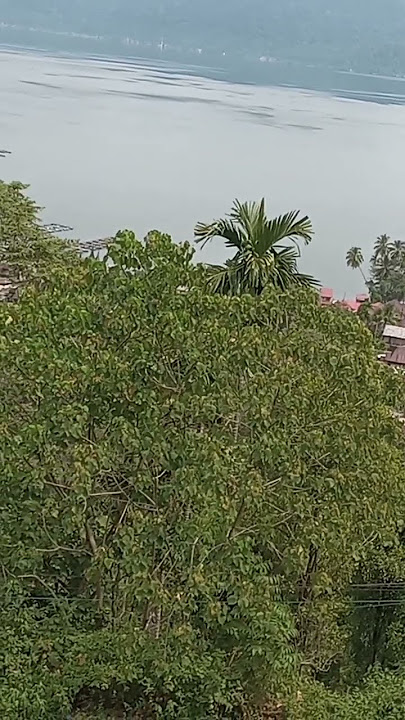 kalau pemimpin seperti singa