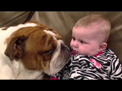Teddy the English Bulldog gives baby kisses