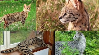 Savannah cats are a large, athletic breed by Dreamy Zoo 92 views 10 months ago 5 minutes, 26 seconds