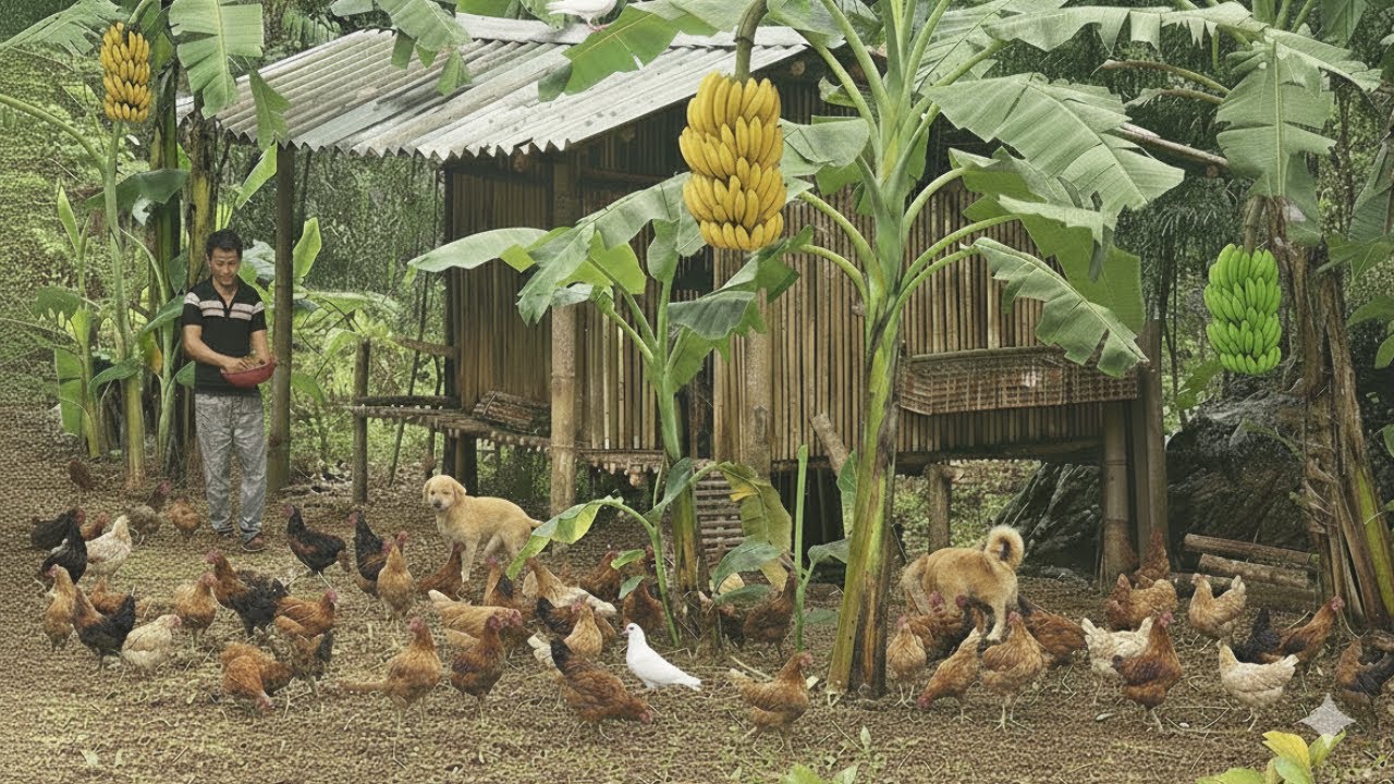 7 Дней Постройки Прочного Курятника из Бамбука и Дерева