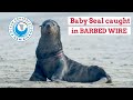 Baby seal with BARBED WIRE rescued