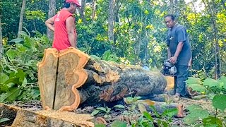 Cyber-shaking skills - teak wood cutting