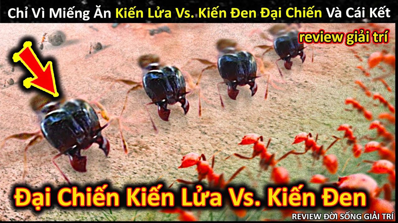 Tranh Nhau Miếng Ăn Kiến Lửa Vs. Kiến Đen Đại Chiến Và Cái Kết Không ...