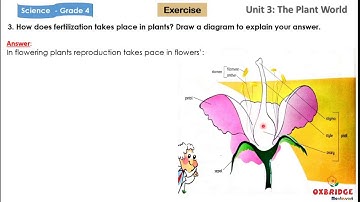 Science  Facotr Book 4 - Unit 3 Plant World - Exercise - Grade 4