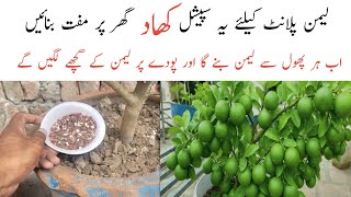 Download Lagu Best orgenic fertilizer for lemon plant || Nibu ki spacial khad || Lemon care. MP3 Download Lagu Best orgenic fertilizer for lemon plant || Nibu ki spacial khad || Lemon care. MP3