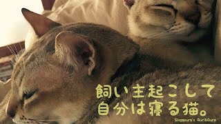 飼い主起こして自分は寝る猫。