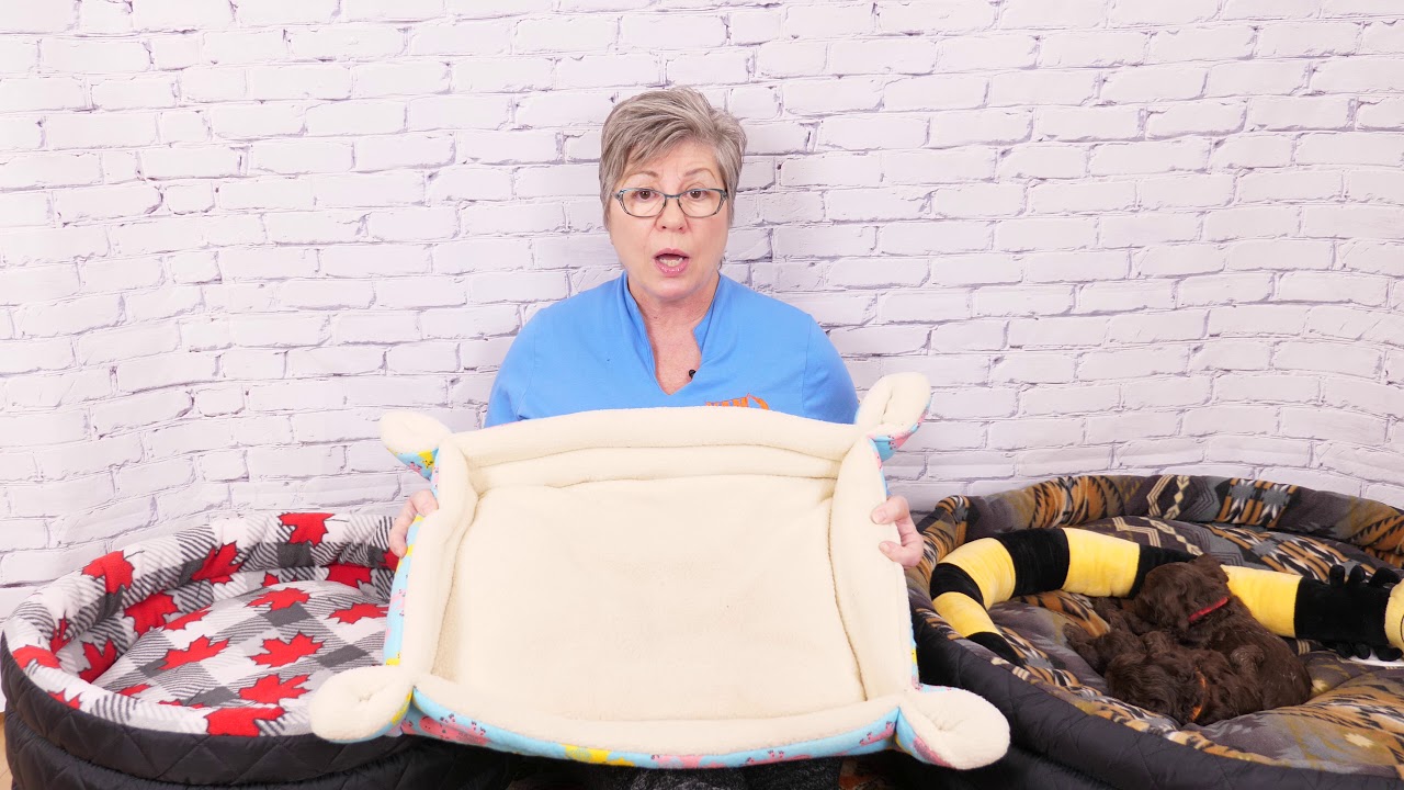 Labradoodle dog bed and crate video YouTube