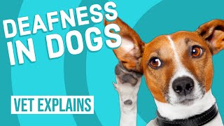 Deafness in Dogs