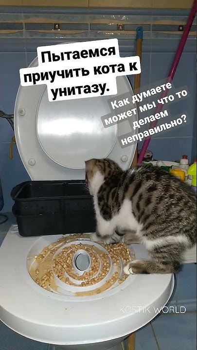 Приучаем кота к унитазу. #кошки #коты #котенок #смешныекоты # ...