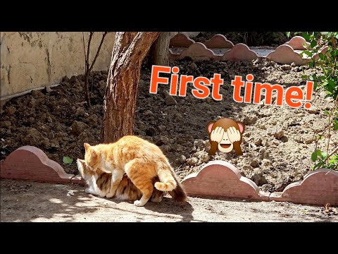 Cats mating for first time.