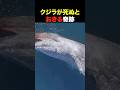 クジラが死ぬと深海で奇跡が起きる
