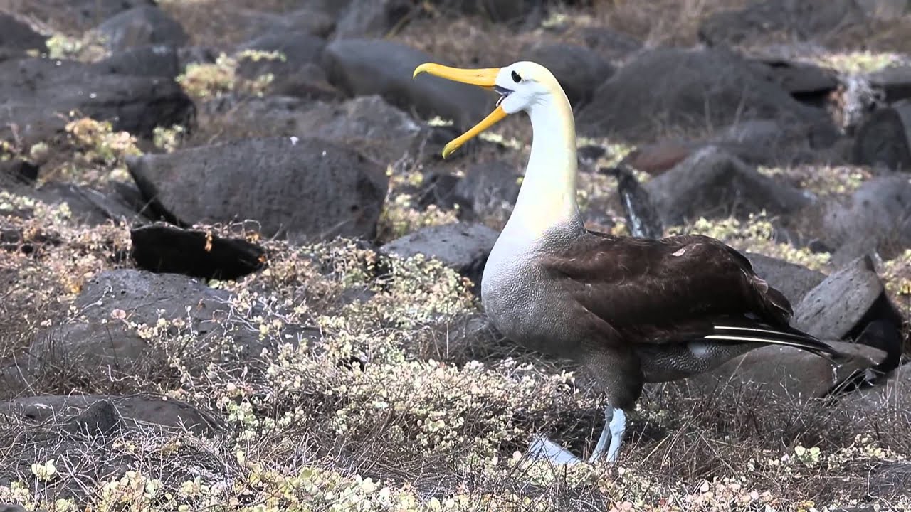 Waved Albatross Galapagos Island - YouTube
