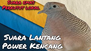 suara EMAS perkutut lokal gacor suara besar merdu, disukai untuk pancingan perkutut