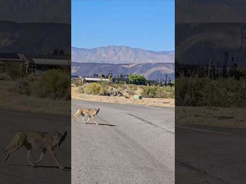 My Uncle George and I had a little show from the local coyotes. Pretty sure the Alpha's part human.