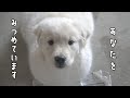 お疲れの皆さま。ゴ－ルデンの子犬で癒されてください。※5：08からの数秒であなたの疲れはなくなるでしょう。　#メイちゃんねる