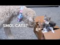 My Dog Gets a BOX of KITTENS!