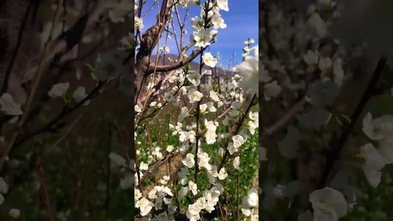 Ma Sha Allah | spring season in Pakistan 🇵🇰 swat valley