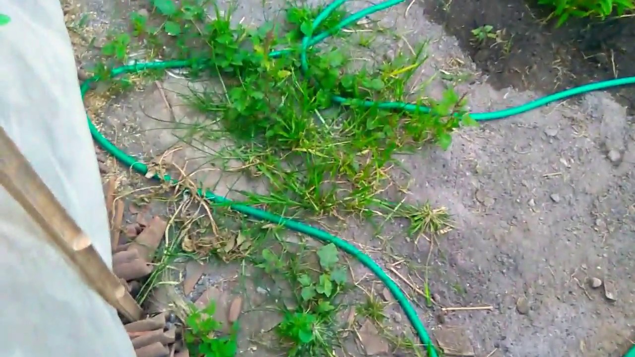 Panen Kankung Untuk Makan Sendiri Dan Pakan Ayam