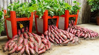 Instructions For Growing Sweet Potatoes Easily At Home Without A Garden With High Yield