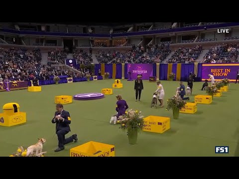 Video: Bichon Frise ist Top-Hund bei Westminster Dog Show 2018