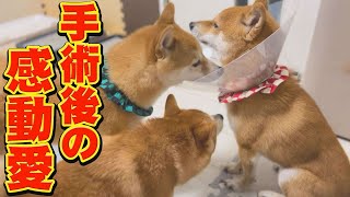 I was almost moved to tears by the love that cared for the suffering brother Shiba Inu...
