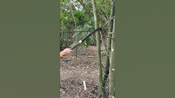 Cây dao quắm phát rẫy này sắc thật chặt gốc tre già ngọt hơn chặt chuối vậy