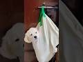 mummy ne yah kya kar diya #shortvideo #trending #funny #short #shorts #viral #viralvideo #puppy