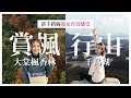 大棠紅葉楓香林 + 千島湖清景台值唔值得去？詳細交通行山路線｜新手港女真實感受｜一個月內突破20,000點擊山人找數着高踭鞋上嘉頓山feat.SharonYing feat.Winnie Chan