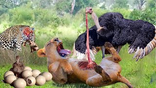 The Brave Ostrich Fights Cheetah, Hyenas, and the Lion To Protect Baby Birds- Ostrich's Harsh Life