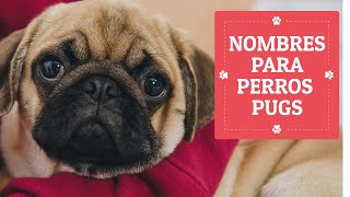 +40 NOMBRES para PERROS PUG ❤ (Hembras y Machos)