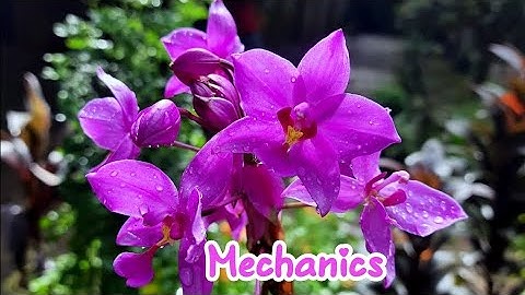 3. Mechanics || Motion of a particle in 2 dimension || বলবিদ্যা || Problem || অনার্স ৩য় বর্ষ || NU