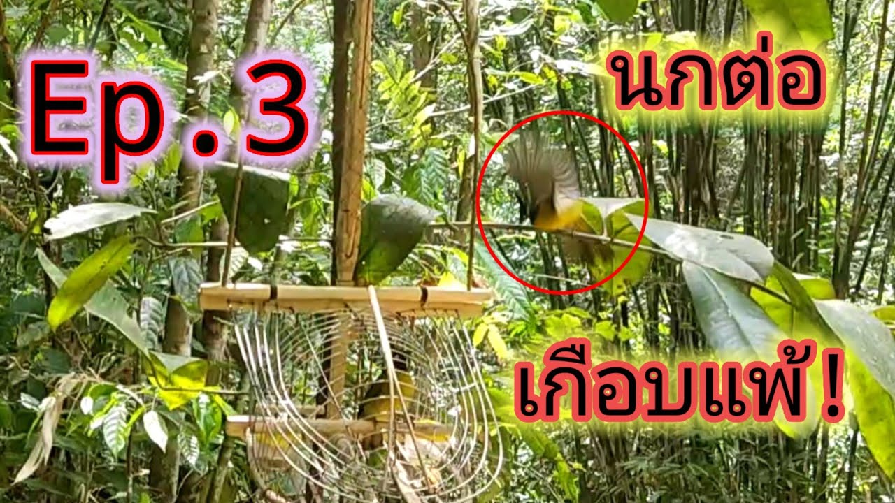 #ต่อนกหัวถ่าน นกต่อเกือบแพ้  #นกปรอดเหลืองหัวจุก 🥰💓🐦🌴🏠