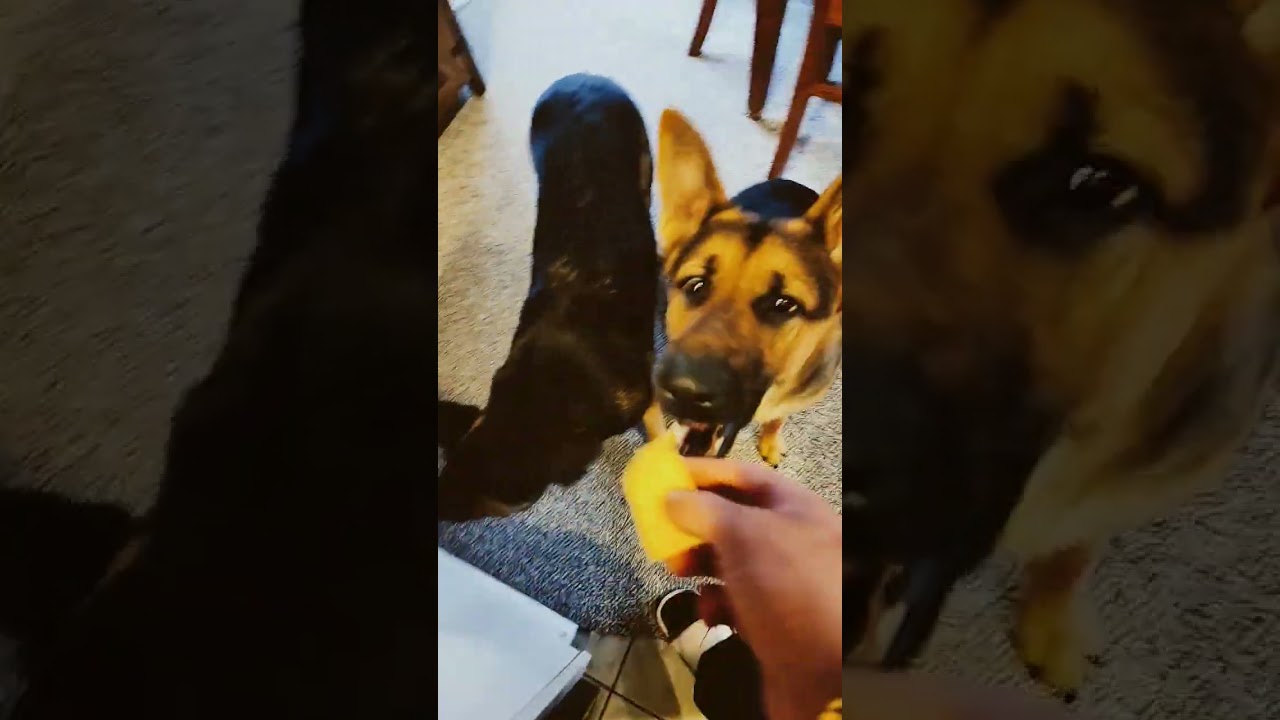 german shepherds/ pay the cheese tax