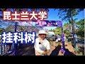 （86）澳大利亚10月旅游好去处|昆士兰大学蓝花楹|Australia Tourism|Joanna澳洲生活