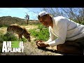 La diferencia entre lobos y coyotes | Wild Frank en California | Animal Planet