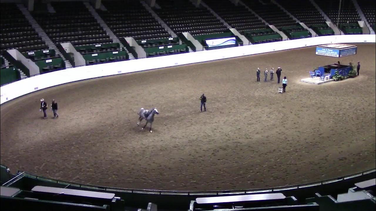 Sahara Sands Arabian Horse Show 2025 YouTube Sahara Sands Arabian Horse Show 2025 YouTube