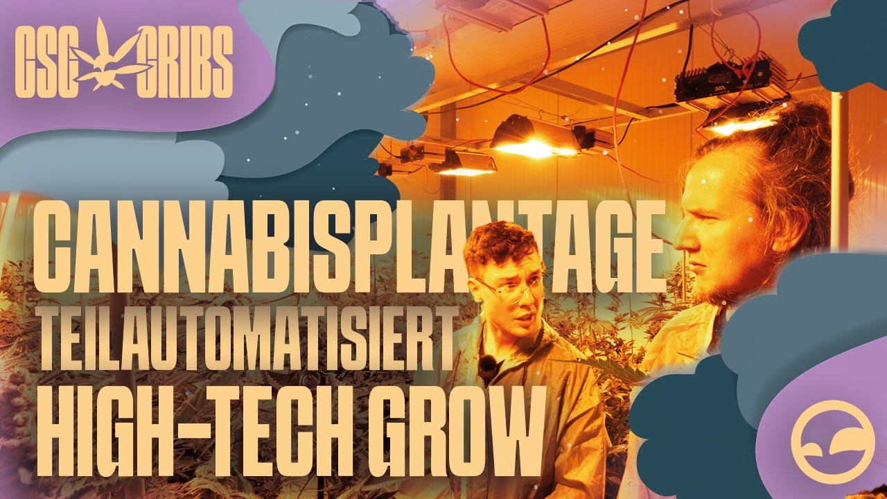 High-Tech Grow! Besuch in Teilautomatisierter Cannabisplantage |  Cribwalk
