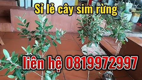 VDO 18/ Cây sim loại tán to, thuần chậu bao ship toàn quốc #câysimrừng #caycanh