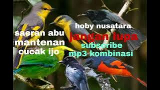 SUARA PIKAT BURUNG MANTENAN KOMBINASI SAERAN ABU DAN BURUNG RIBUT LAIN NYA