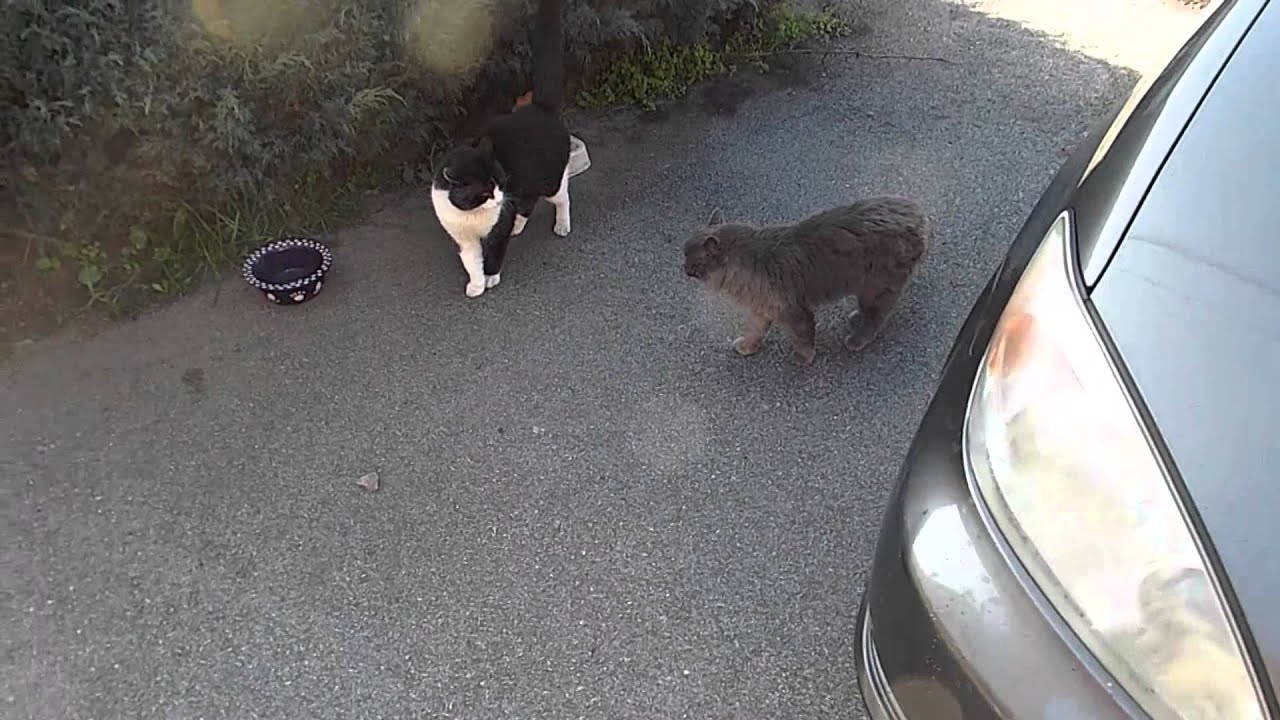 Injured feral cat Almost fights other tough stray! Millbrae California YouTube