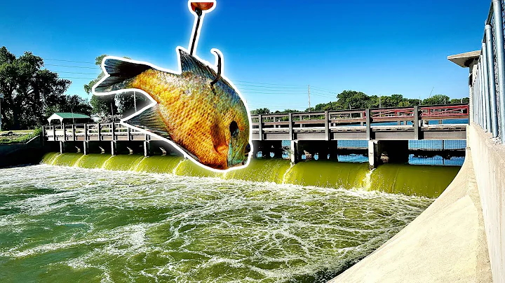 Fishing RAGING SPILLWAY Dam With Big Live Baits For Flatheads (Fast Action)
