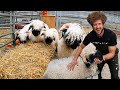 WASHING THE WORLD'S CUTEST SHEEP  |  Swiss Valais Blacknose
