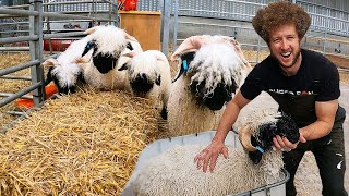 Have you ever seen a sheep take a bath? |  Swiss Valais Blacknose screenshot 4