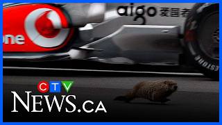Groundhogs remain at risk during the F1 Canadian Grand Prix weekend in Montreal