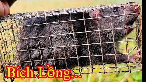 Bẫy Chuột Dính Cống Nhum Bích Cái Lồng