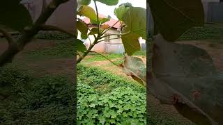 #jatropha #Seedlings #nigeria #kaduna #climatechange