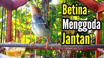 PRENJAK BETINA | PRENJAK BETINA Gacor Istimewa Suara jernih Menggoda Jantan cocok buat Masteran |