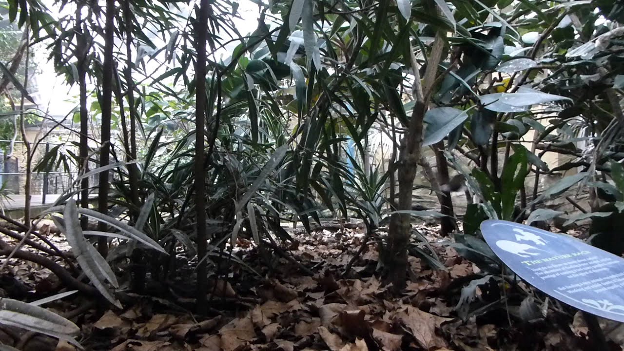 Foraging birds for animal behaviour practical