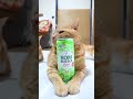 KOMBUCHA Apple（コンブチャ アップル）　261003　 #cat #のせ猫 #cute　 #ねこ　 #猫のいる暮らし　 #KOMBUCHA Apple