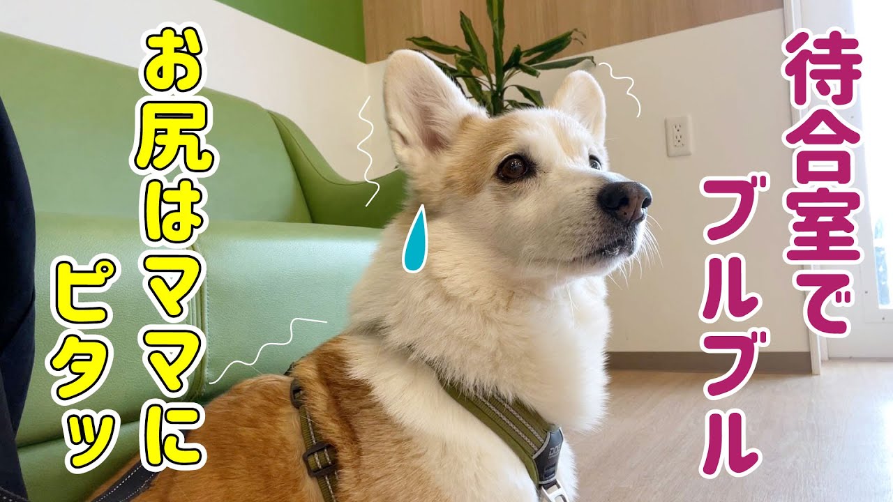 病院でブルブル震えちゃうコーギー Youtube 病院でブルブル震えちゃうコーギー Youtube